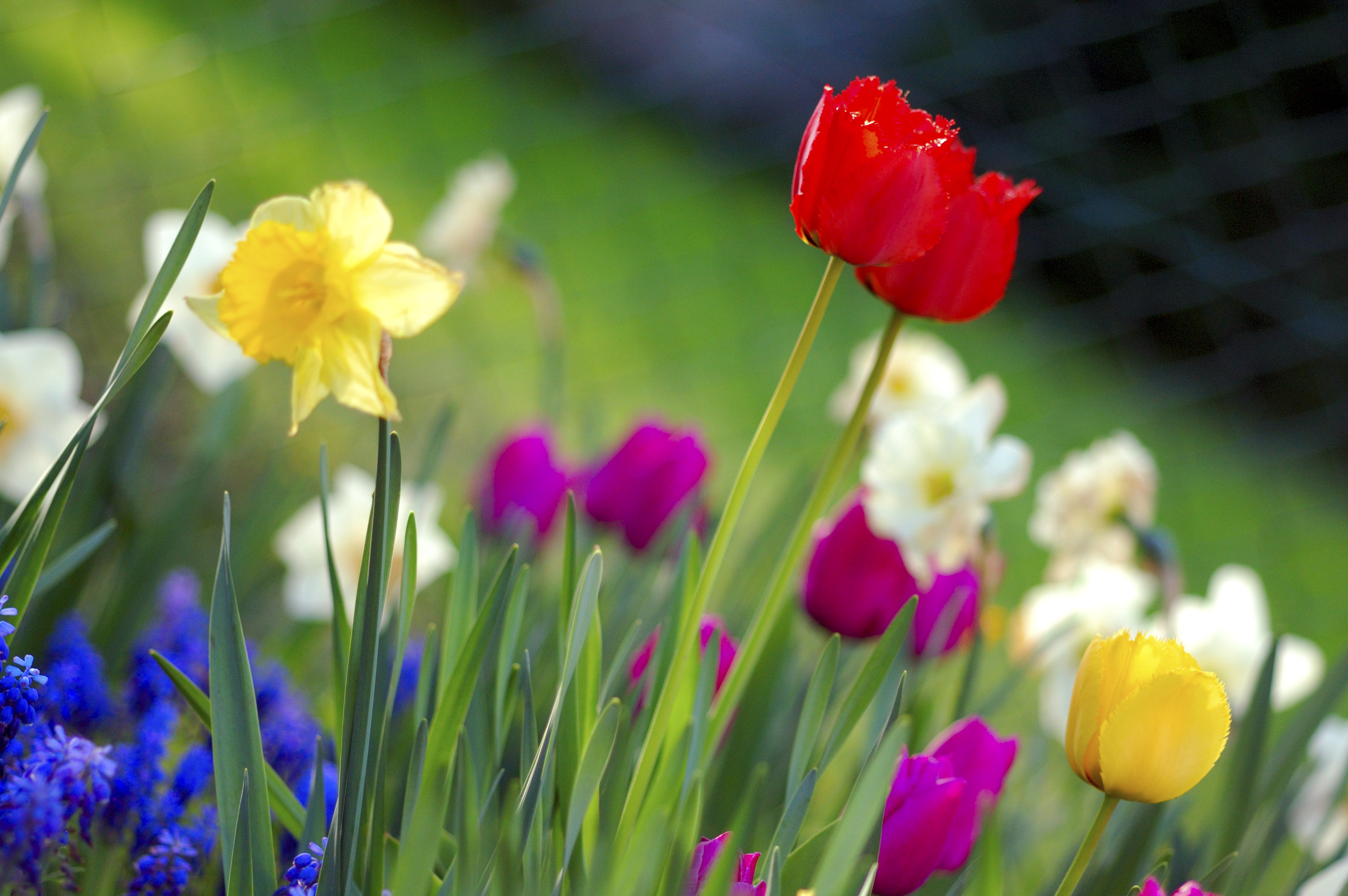 https://en.wikipedia.org/wiki/Spring_(season)